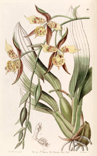 Rhynchostele maculata by Miss Drake